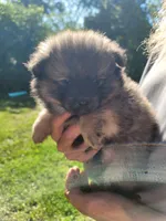 Brownie, a male Pomeranian for sale in Creighton, MO – 4 of 5