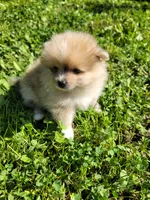 Cinn-a-Bun, a female Pomeranian for sale in Creighton, MO – 4 of 5