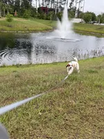 Yuki, a male Goldendoodle for sale in Jacksonville, FL – 3 of 4