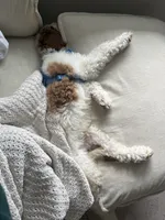 Yuki, a male Goldendoodle for sale in Jacksonville, FL – 2 of 4