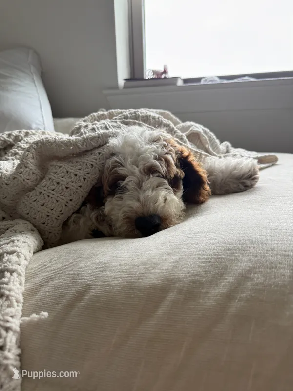 Yuki – Goldendoodle puppy for sale in Jacksonville, FL