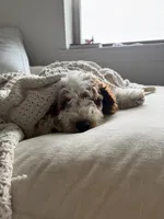 Yuki, a male Goldendoodle for sale in Jacksonville, FL – 1 of 4