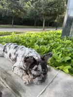 Luna, a female French Bulldog for sale in Houston, TX – 4 of 7