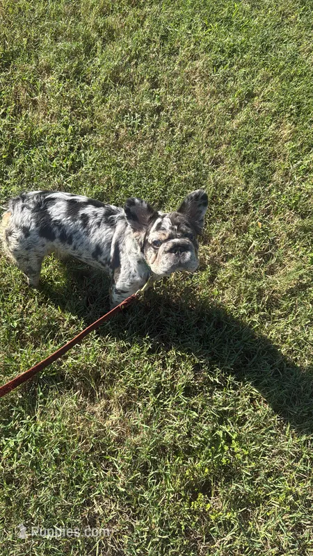 Luna (Fluffy Teddy Bear Frenchie)  – French Bulldog puppy for sale in Spring, TX