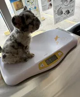 Luna (Fluffy Teddy Bear Frenchie) , a female French Bulldog for sale in Spring, TX – 6 of 6