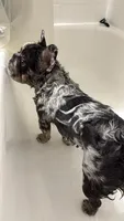 Luna, a female French Bulldog for sale in Houston, TX – 2 of 7