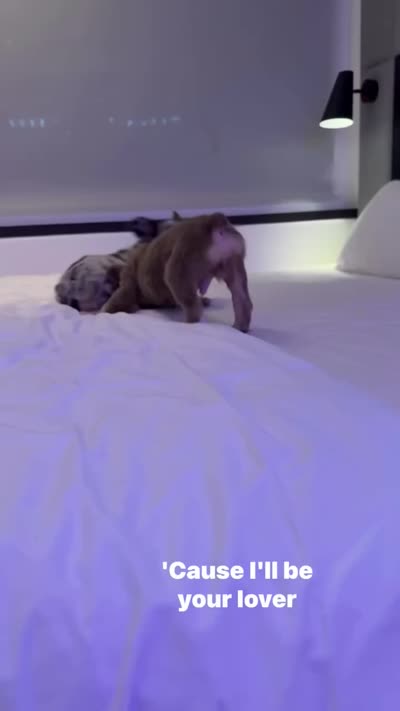 Luna, a female French Bulldog for sale in Houston, TX – 7 of 7