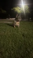 Luna, a female French Bulldog for sale in Houston, TX – 3 of 7