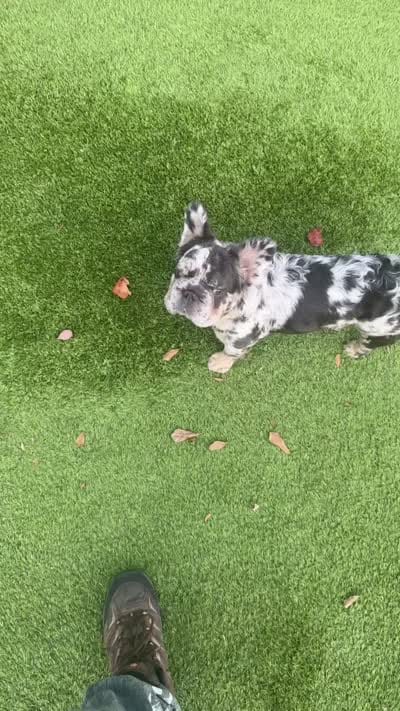 Luna, a female French Bulldog for sale in Houston, TX – 5 of 7