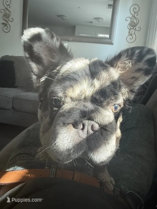 Luna – French Bulldog puppy for sale in Houston, TX