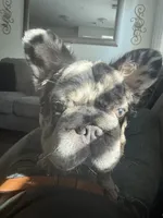 Luna, a female French Bulldog for sale in Houston, TX – 1 of 7