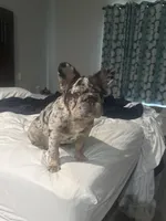 Luna (Fluffy Teddy Bear Frenchie) , a female French Bulldog for sale in Spring, TX – 3 of 6