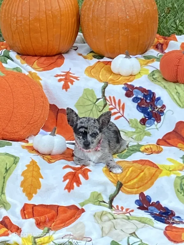Ruby – Chihuahua, Pomeranian puppy for sale in Sabina, OH