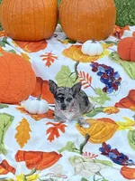 Ruby, a female Chihuahua and Pomeranian for sale in Sabina, OH – 1 of 5