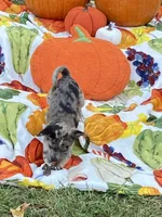 Jasper, a male Chihuahua and Pomeranian for sale in Sabina, OH – 2 of 6