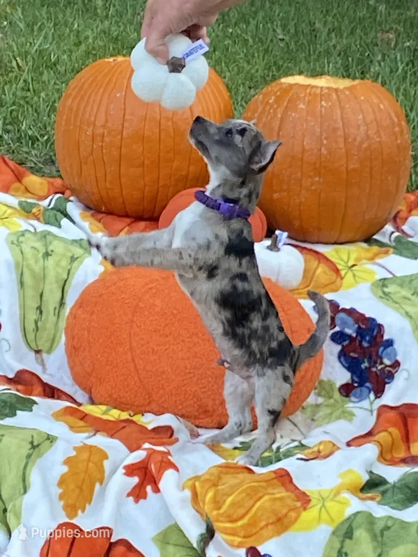 Jasper – Chihuahua, Pomeranian puppy for sale in Sabina, OH