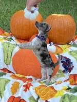Jasper, a male Chihuahua and Pomeranian for sale in Sabina, OH – 1 of 6