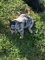 Bubbles, a female Chihuahua and Pomeranian for sale in Sabina, OH – 6 of 7
