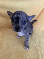 Ruby, a female Chihuahua and Pomeranian for sale in Sabina, OH – 4 of 5