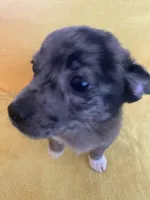 Bear, a male Chihuahua and Pomeranian for sale in Sabina, OH – 4 of 5