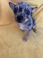 Bubbles, a female Chihuahua and Pomeranian for sale in Sabina, OH – 7 of 7