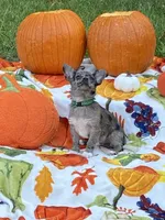 Bear, a male Chihuahua and Pomeranian for sale in Sabina, OH – 2 of 5