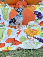 Bubbles, a female Chihuahua and Pomeranian for sale in Sabina, OH – 3 of 7