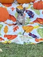 Ruby, a female Chihuahua and Pomeranian for sale in Sabina, OH – 3 of 5