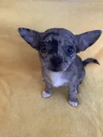 Ruby, a female Chihuahua and Pomeranian for sale in Sabina, OH – 5 of 5