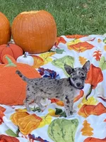 Jasper, a male Chihuahua and Pomeranian for sale in Sabina, OH – 3 of 6