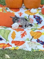 Ruby, a female Chihuahua and Pomeranian for sale in Sabina, OH – 2 of 5