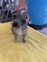 Jasper, a male Chihuahua and Pomeranian for sale in Sabina, OH – 5 of 6