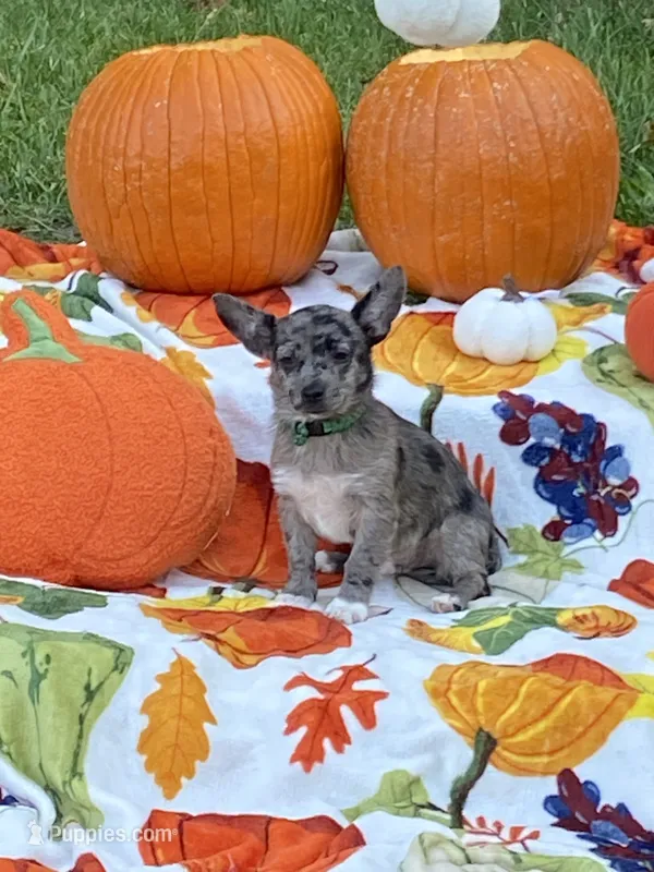 Bear – Chihuahua, Pomeranian puppy for sale in Sabina, OH