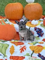 Bear, a male Chihuahua and Pomeranian for sale in Sabina, OH – 1 of 5