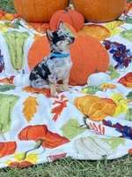 Bubbles, a female Chihuahua and Pomeranian for sale in Sabina, OH – 2 of 7