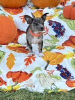 Teddy, a male Chihuahua and Pomeranian for sale in Sabina, OH – 1 of 5