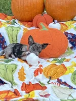 Teddy, a male Chihuahua and Pomeranian for sale in Sabina, OH – 3 of 5
