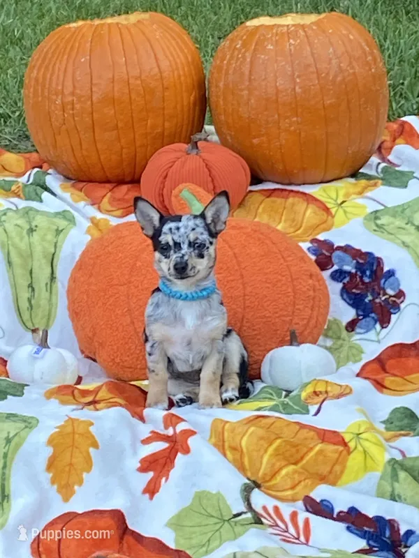 Bubbles – Chihuahua, Pomeranian puppy for sale in Sabina, OH