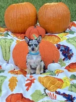 Bubbles, a female Chihuahua and Pomeranian for sale in Sabina, OH – 1 of 7