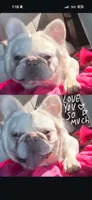 Enzo, a male French Bulldog for sale in Santa Clarita, CA – 2 of 2