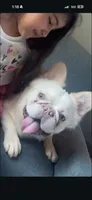 Enzo, a male French Bulldog for sale in Santa Clarita, CA – 1 of 2
