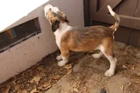 Everett, a male Australian Kelpie and Border Collie for sale in Camarillo, CA – Photo 5 of 5