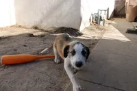 Everett, a male Australian Kelpie and Border Collie for sale in Camarillo, CA – Photo 3 of 5