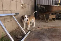 Everett, a male Australian Kelpie and Border Collie for sale in Camarillo, CA – Photo 4 of 5