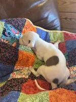 Valentine , a female Whippet for sale in Oneida, TN – Photo 1 of 5