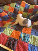 Valentine , a female Whippet for sale in Oneida, TN – Photo 3 of 5