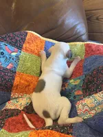 Valentine , a female Whippet for sale in Oneida, TN – Photo 2 of 5