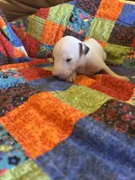 Angel, a female Whippet for sale in Oneida, TN – Photo 2 of 6