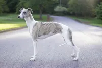 Angel, a female Whippet for sale in Oneida, TN – Photo 5 of 6