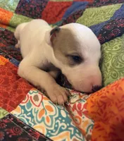 Angel, a female Whippet for sale in Oneida, TN – Photo 1 of 6